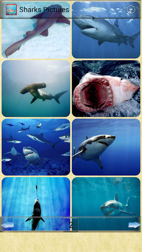 鯊魚圖片