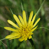 Yellow Goatsbeard