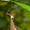 Hangingfly