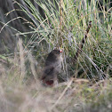 Beautiful Firetail