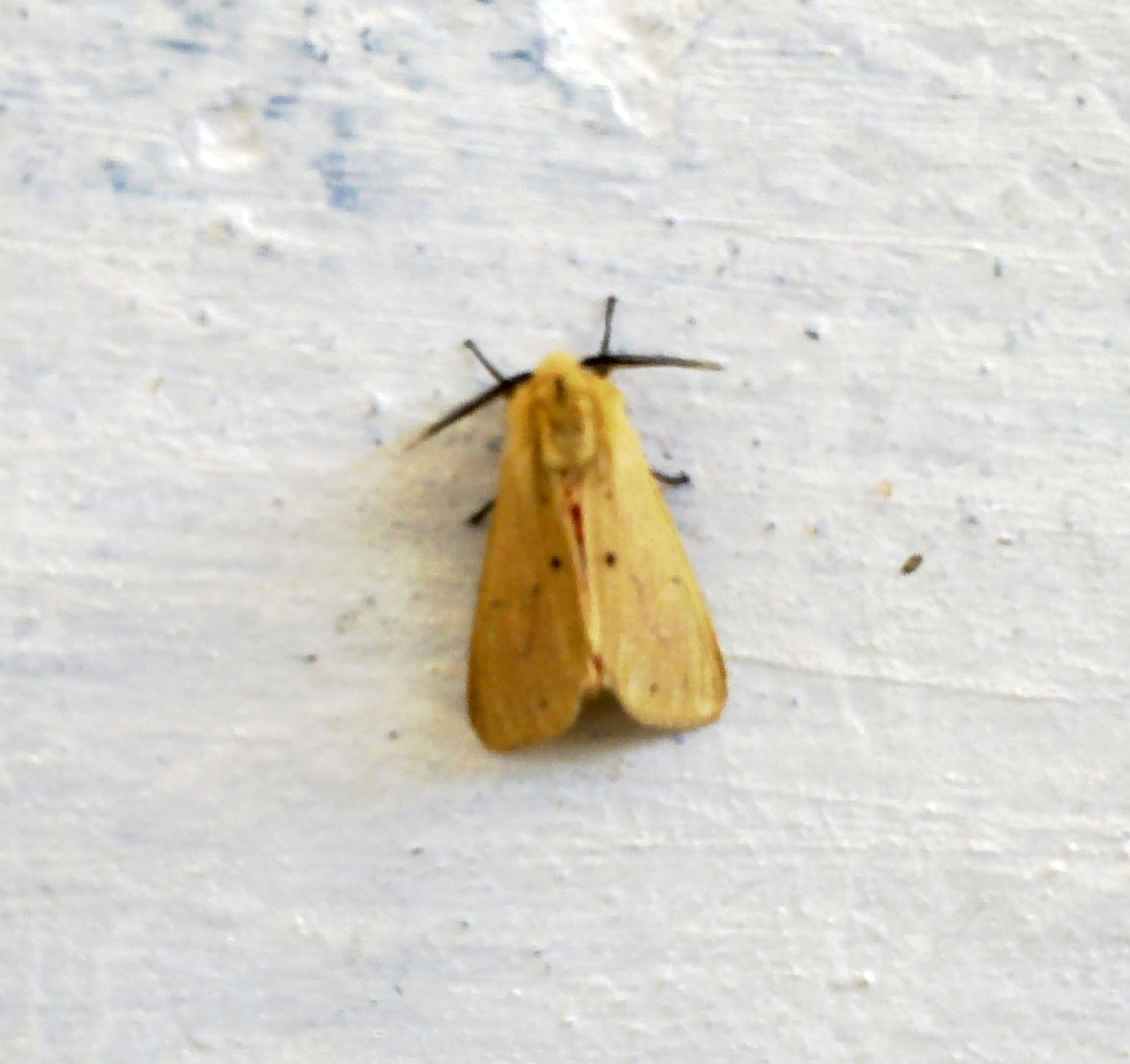 A pale yellow moth