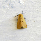 A pale yellow moth