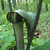 Jack in the Pulpit