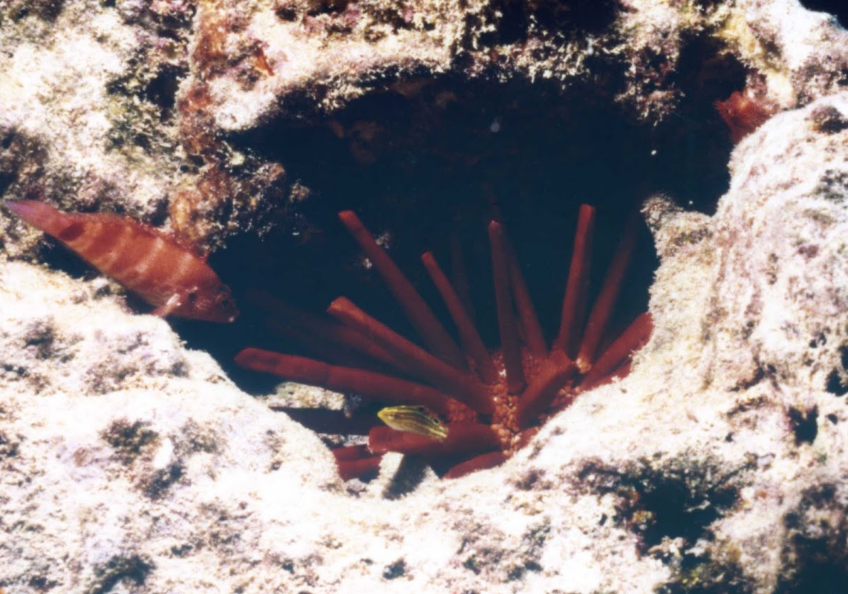 slate pencil sea urchin