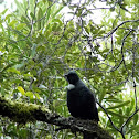Tui (parson bird)