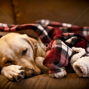 Maggie_2015 by Howie George - Animals - Dogs Portraits