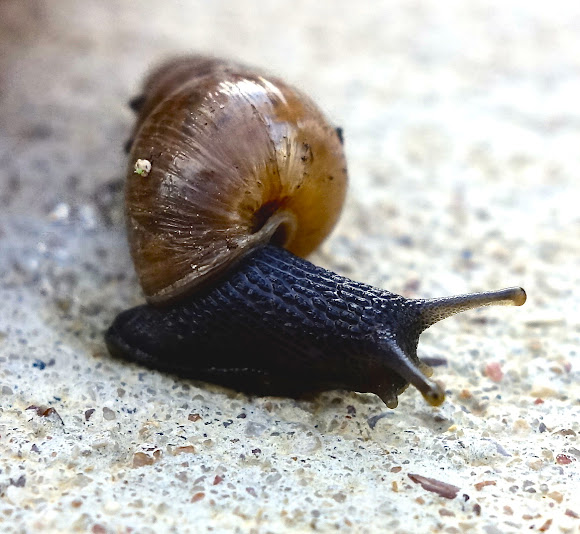 Decollate Snail Project Noah