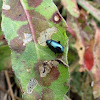 Flea beetle