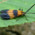 Banded Net-Winged Beetle