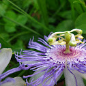 Purple Passionflower