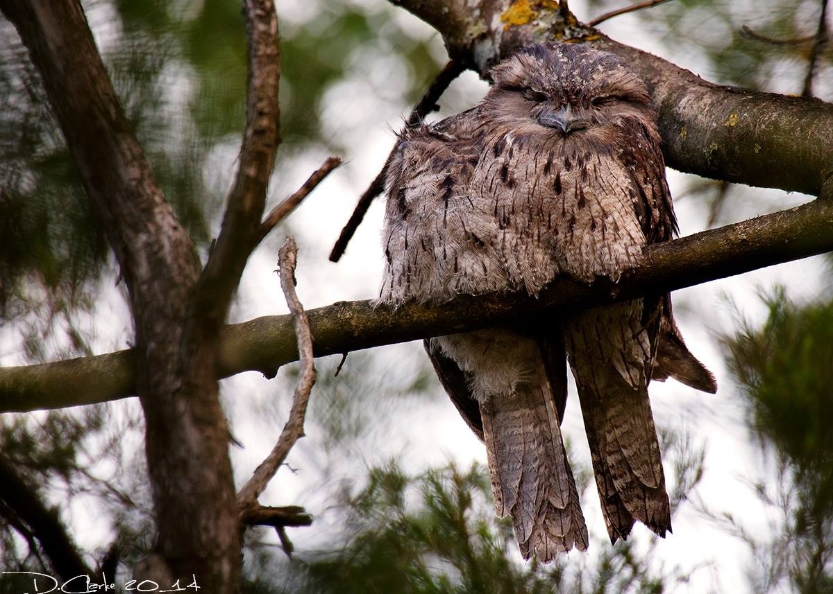 Tawny Frogmouth