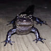 Blue-spotted Salamander