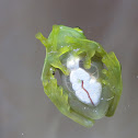 Glass Frog