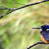 Azure Kingfisher