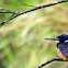 Azure Kingfisher