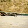 Aruban whiptail lizard