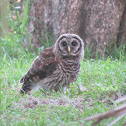 Barred Owl Juvenile