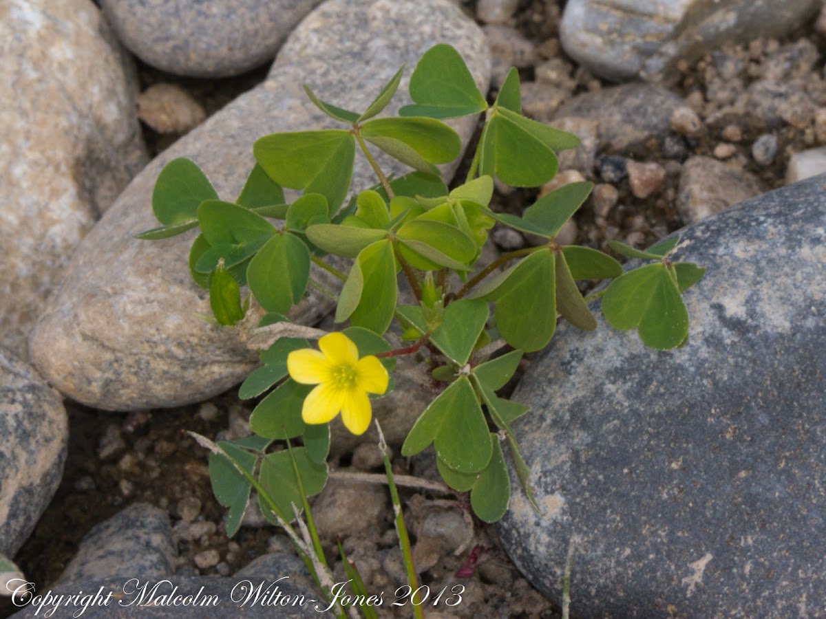 Common Yellow Woodsorrel/Sour Grass