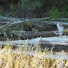 Spotted Sandpiper