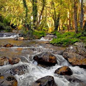 A cascata by Ana Batista Constantino - Landscapes Forests
