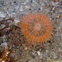 Brooding Sea Anemone