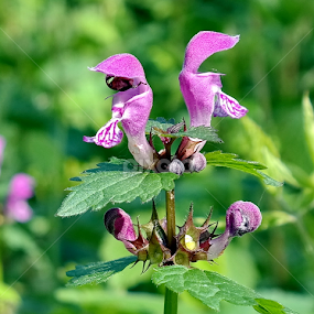 by Bero Planinec - Flowers Flowers in the Wild