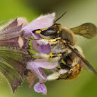 Anthidium manicatum