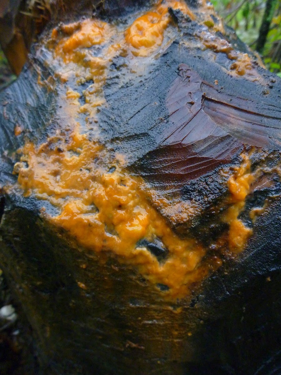 Orange slime mold