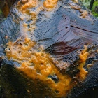 Orange slime mold