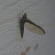 Small Minnow Mayfly, female