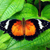 Malay Lacewing