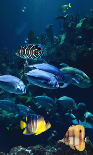 Ocean Fish Live Wallpaper