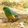 Red-rumped Parrot (male)