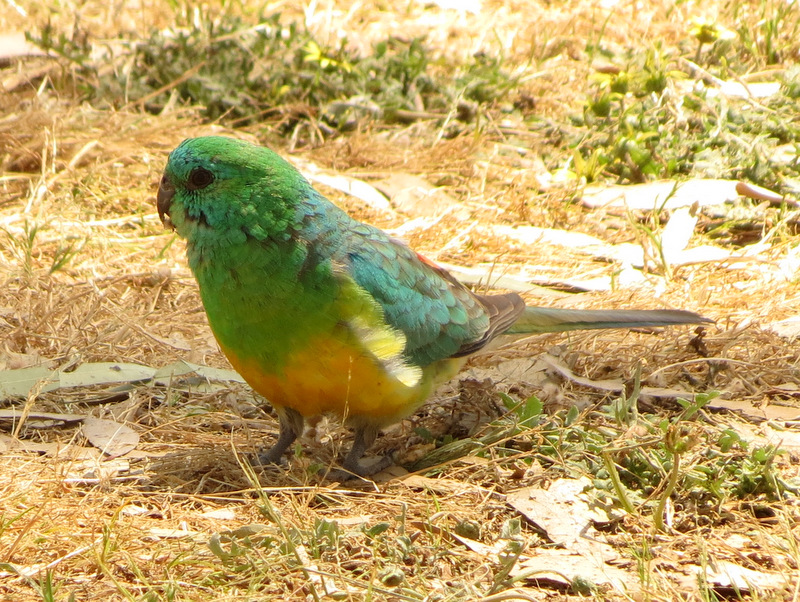 Red-rumped Parrot (male)
