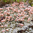 Pink Earth Lichen