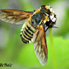 Golden Bee Fly