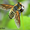 Golden Bee Fly