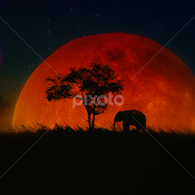 ALONE by Ilham Abdi - Digital Art Animals