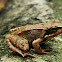 Common frog