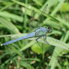 Eastern Pondhawk (male)