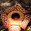 Rafflesia