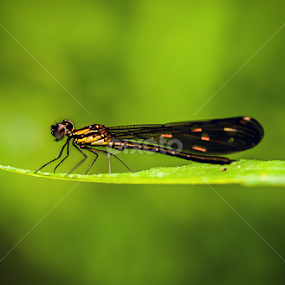 by Agus Prasetya - Animals Insects & Spiders