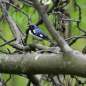Black-Throated Blue Warbler