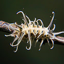 Lycaenid butterfly caterpillar