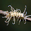 Lycaenid butterfly caterpillar