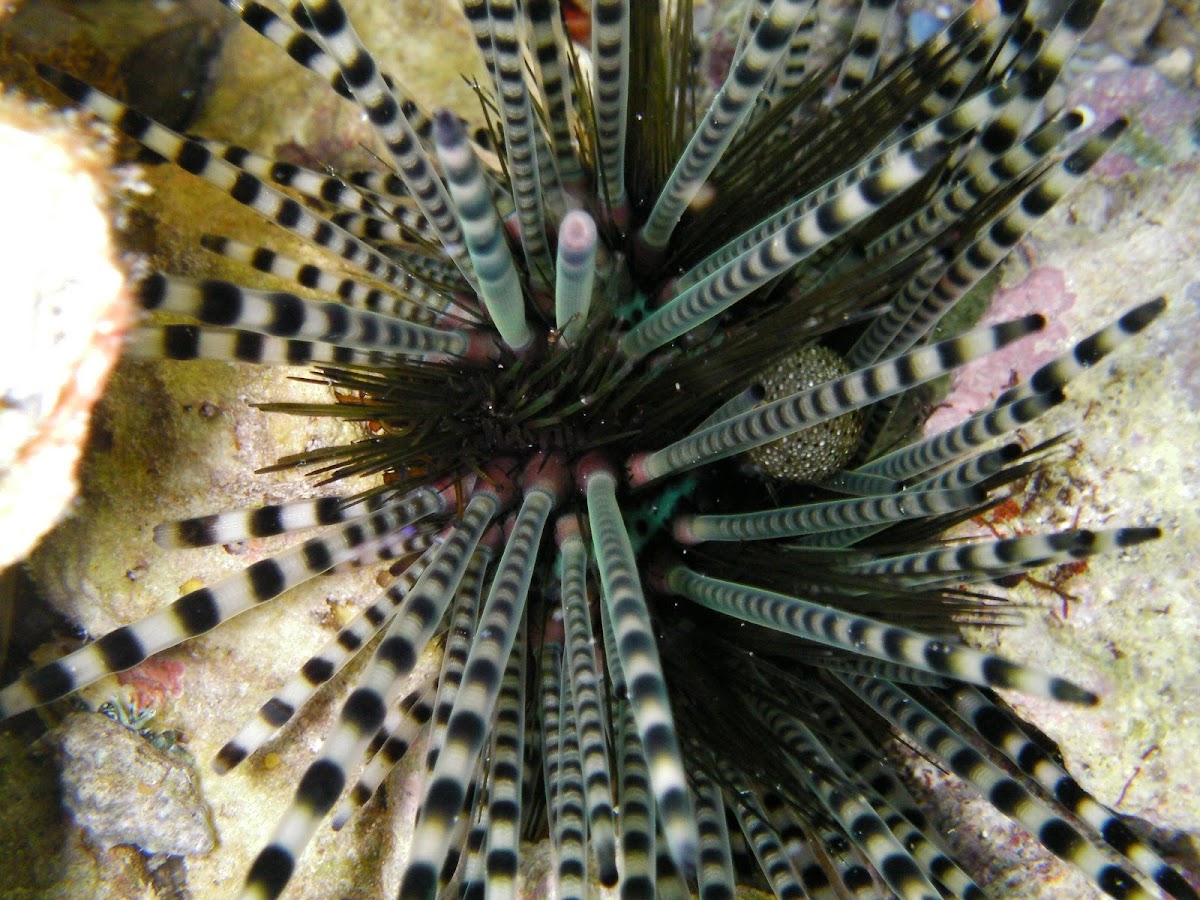 Wana - Venomous Sea Urchin