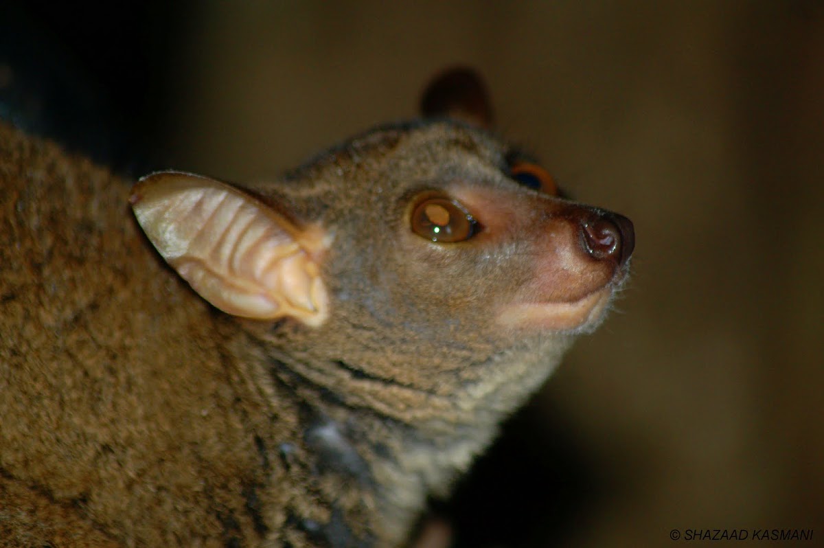 Brown Greater Galago