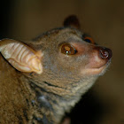 Brown Greater Galago