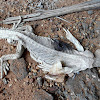 Spiny-tailed lizard