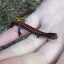 Western red-backed salamander